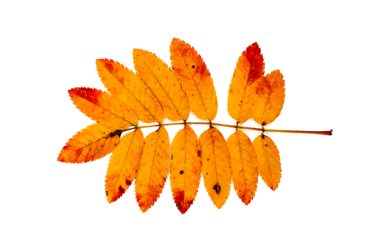 Keltisches Horoskop Eberesche